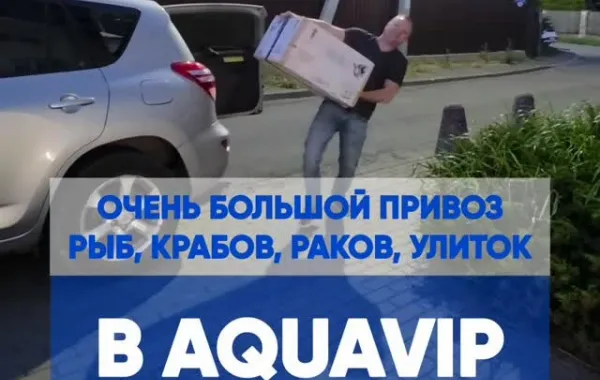 Большой привоз рыбок в Aquavip: 80+ видов