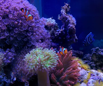 Изготовление аквариумов