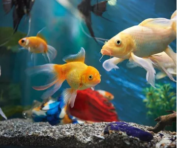 Аквариумные рыбки