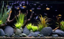 Что такое пресноводный аквариум и его особенности