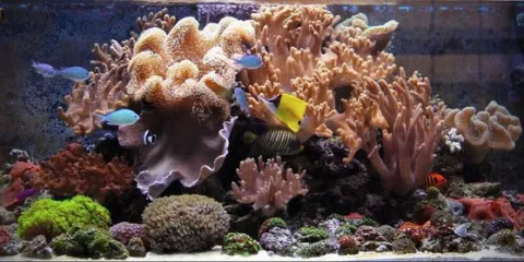 Морской аквариум и его особенности