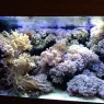 <a href='https://aquavip.by/obsluzhivanie-oformlenie-akvariumov/' class='nolink'>Оформление аквариумов</a>