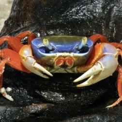 Ракообразные