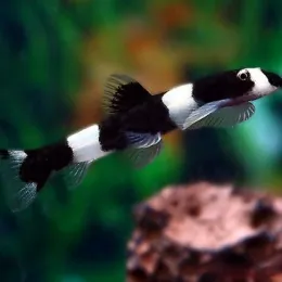Боция Панда (Protomyzon pachychilus)