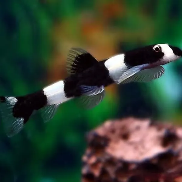 Боция Панда (Protomyzon pachychilus) купить в Минске