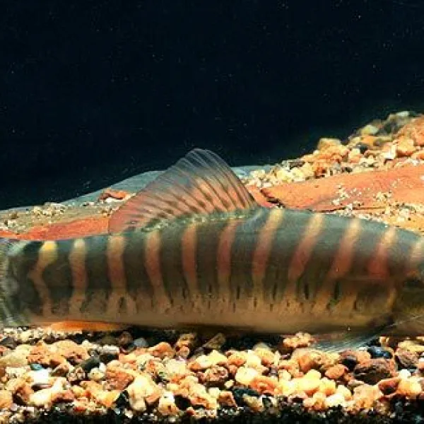 Боция тигровая (Syncrossus hymenophysa) купить в Минске