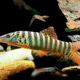 Боция тигровая (Syncrossus hymenophysa)