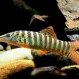 Боция тигровая (Syncrossus hymenophysa) купить в Минске