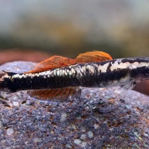 Бычок,  Stiphodon aureofuscus (Стифодон ауреофускус) купить в Минске