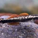 Бычок,  Stiphodon aureofuscus (Стифодон ауреофускус) купить в Минске