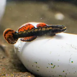 Бычок,  Stiphodon aureofuscus (Стифодон ауреофускус)