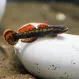 Бычок,  Stiphodon aureofuscus (Стифодон ауреофускус) купить в Минске