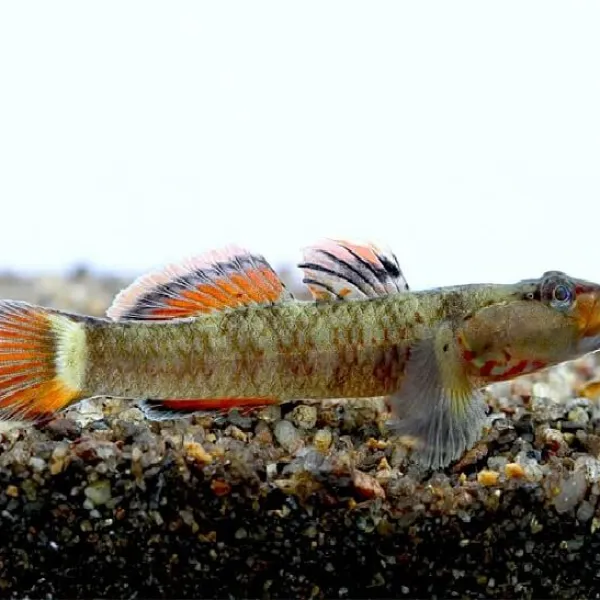 Rhinogobius giurinus (Бычок Тайваньский) купить в Минске