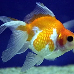 Золотая рыбка Жемчужинка (Pearlscale Goldfish)
