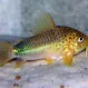 Коридорас Симилис (Corydoras similis) купить в Минске