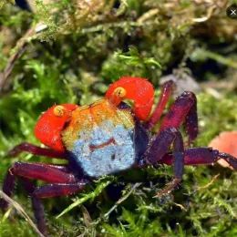 Краб Вампир Радужный