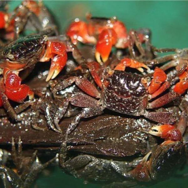 Краб Мангровый (Pseudosesarma moeschii) купить в Минске