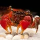 Краб Мангровый (Pseudosesarma moeschii) купить в Минске