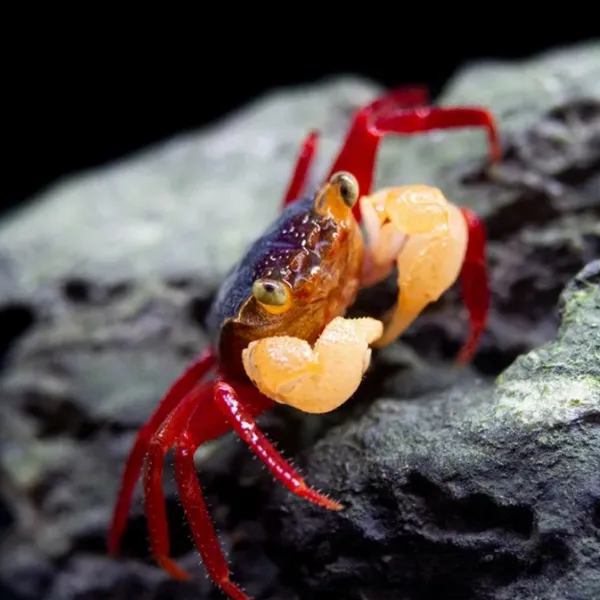 Краб Вампир Мандарин ( GEOSESARMA NOTOPHORUM) купить в Минске
