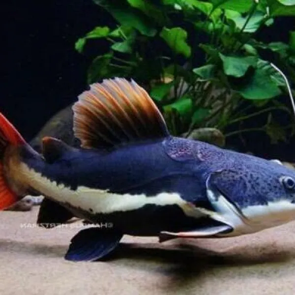 Краснохвостый сом (Epalzeorhynchos bicolor) купить в Минске