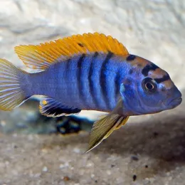 Лабидохромис Хонги (Labidochromis sp. «Hongi»)
