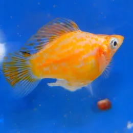 Моллинезия Баллон Золотая