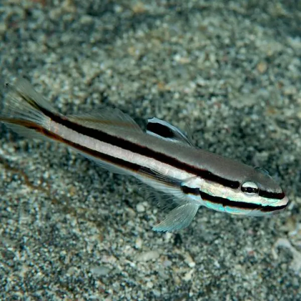 Бычок линейный (Valenciennea helsdingenii), M купить в Минске