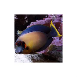 Хирург шоколадный (Acanthurus pyroferus), M