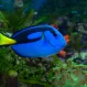 Хирург японский (Acanthurus japonicus), M купить в Минске