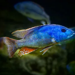 Нимбохромис Фускотениатус (Nimbochromis fuscotaeniatus)