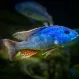 Нимбохромис Фускотениатус (Nimbochromis fuscotaeniatus) купить в Минске