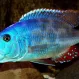 Нимбохромис Фускотениатус (Nimbochromis fuscotaeniatus) купить в Минске