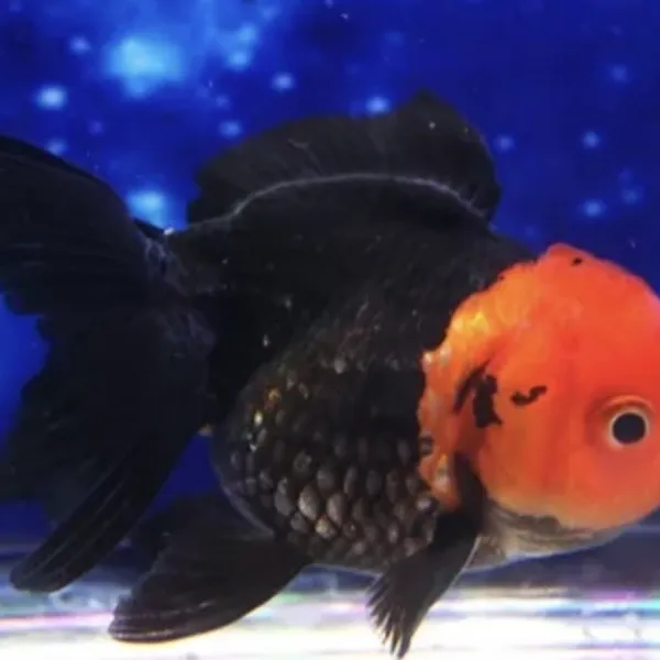 Золотая рыбка Оранда Апачи XL купить в Минске