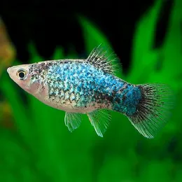 Пецилия голубая (Blue Platy Fish)