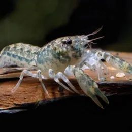 Рак Мексиканский Карликовый Тексанус Узорчатый