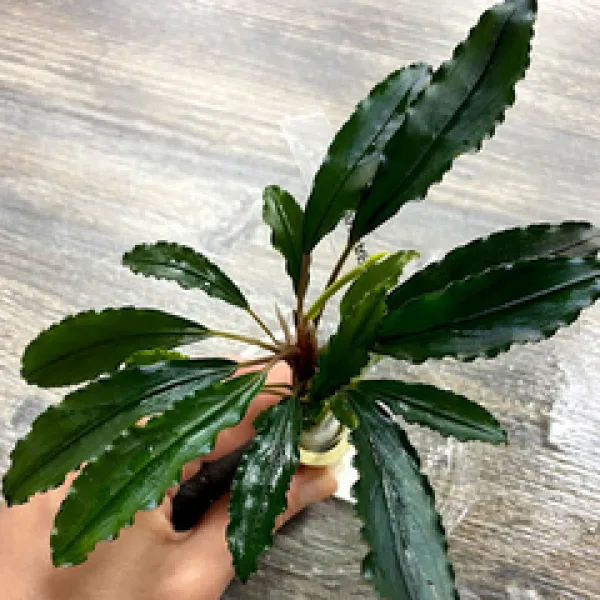 Буцефаландра gost long leaf купить в Минске