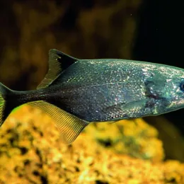 Слоник Бриномирус черный (Brienomyrus (Brevimyrus) niger)