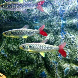 Хальцеус краснохвостый (Chalceus macrolepidotus)