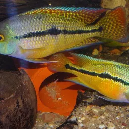 Цихлазома Никарагуанская (Hypsophrys nicaraguensis) 