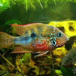 Цихлазома Элиота (Thorichthys maculipinnis, Thorichthys ellioti)