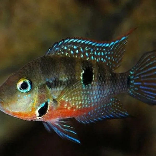 Цихлазома Меека (Thorichthys meeki) купить в Минске