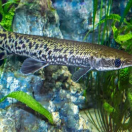 Панцирная щука Alligator, Atractosteus spatula