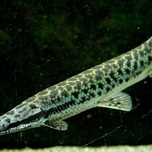 Панцирная щука Lepisosteus oculatus купить в Минске