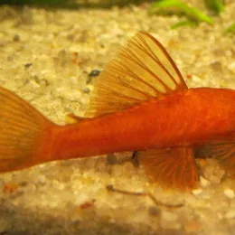 Анциструс Супер Ред