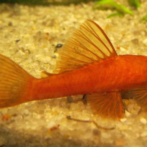 Анциструс Супер Ред купить в Минске