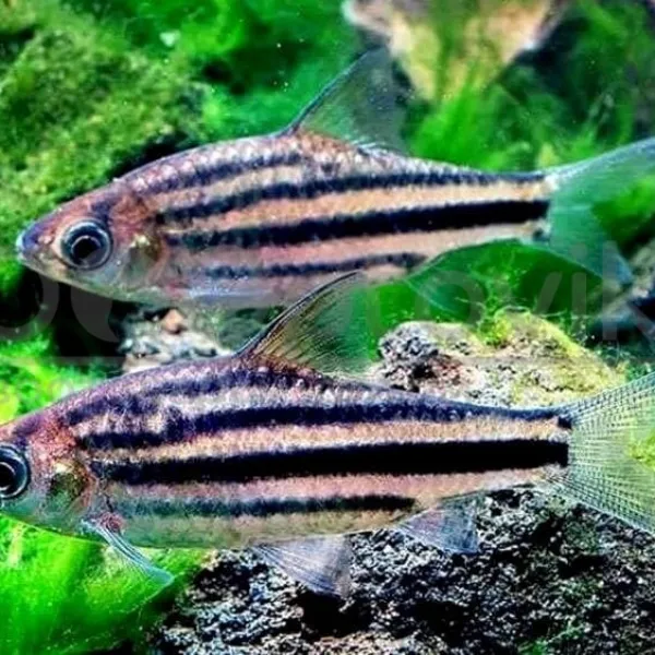 Барбус Линейный (Striuntius lineatus) купить в Минске