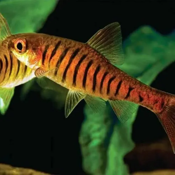 Барбус Синештриховый (Enteromius fasciolatus) купить в Минске