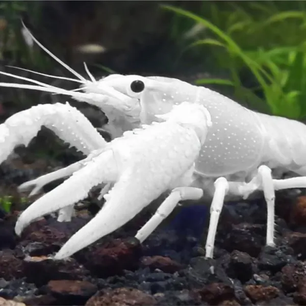 Белый калифорнийский (флоридский) рак - Procambarus clarkii купить в Минске