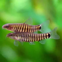 Боция карликовая полосатая (Yunnanilus cruciatus)
