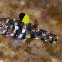 Бычок Пандака (Pandaka pygmaea) 